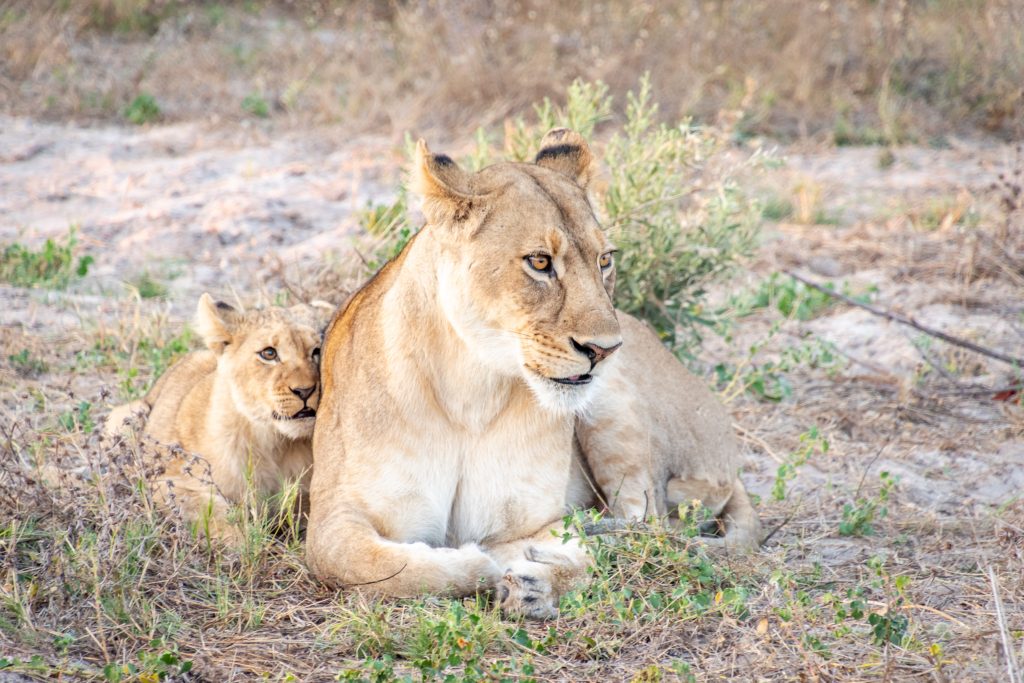 lion mom and cub