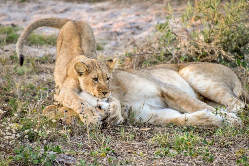 lion cub tries to wake up mom