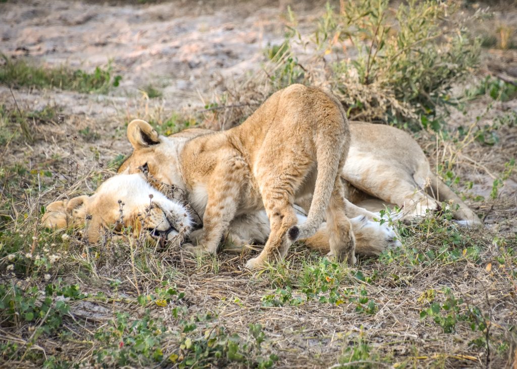 lion cub tries to wake up mom