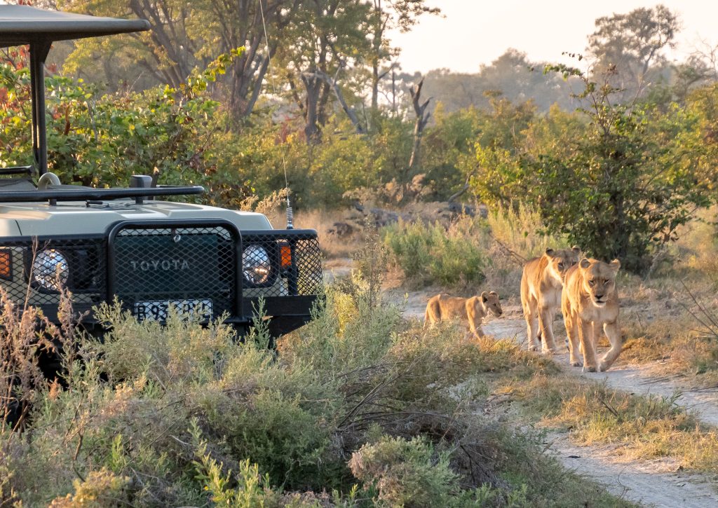 Safari vehicle watching the lions