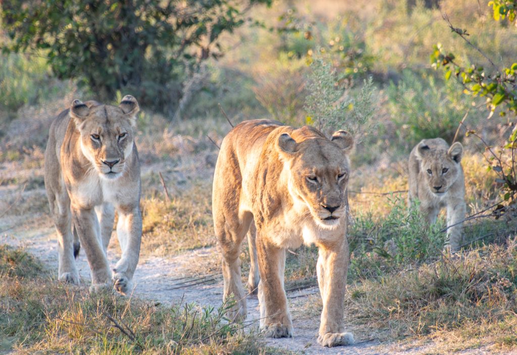 lionesses and cub