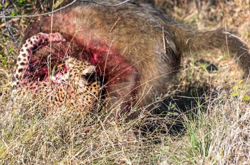 Leopard trying to get a grip on the baboon's neck
