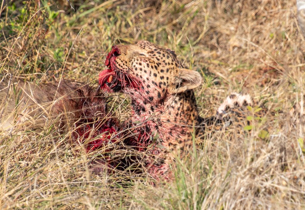 It looked like the leopard had won