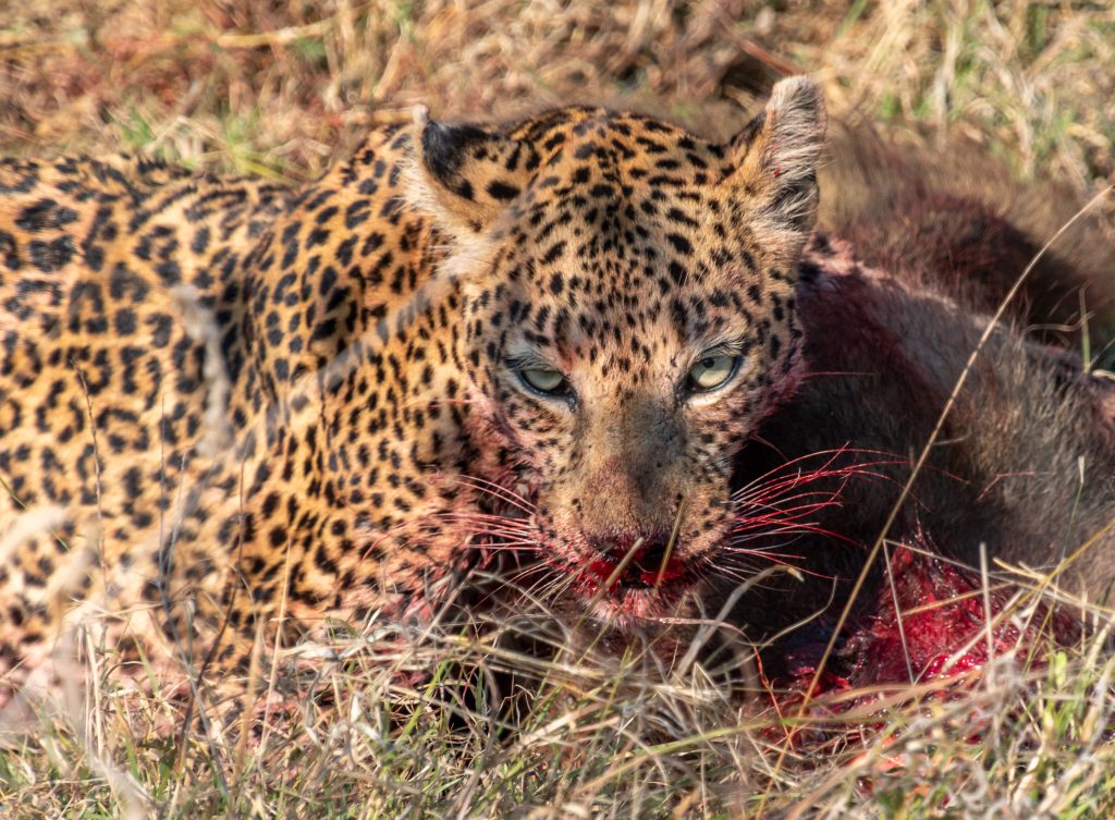 leopard over a baboon kill