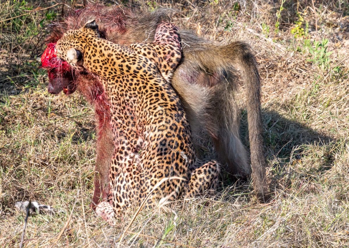 In the Battle for Life and Death Between a Baboon and a Leopard, the Outcome Was Not Guaranteed