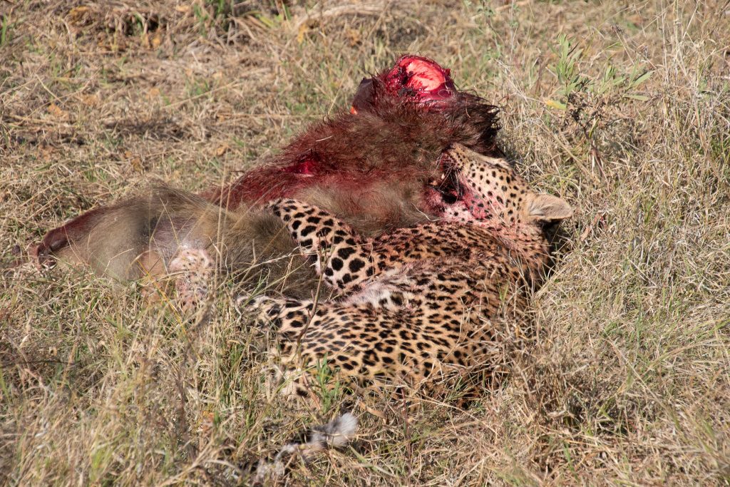 leopard catches the baboon