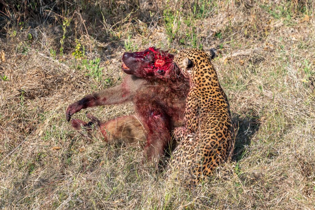 leopard hangs on to the baboon