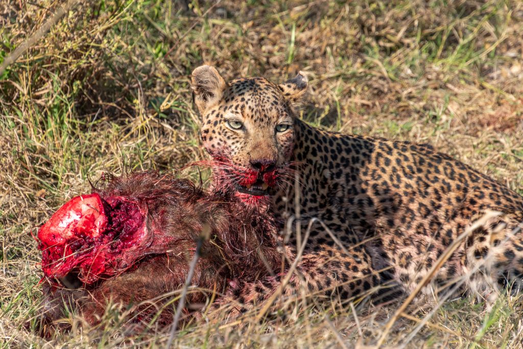 Leopard lays over her baboon kill